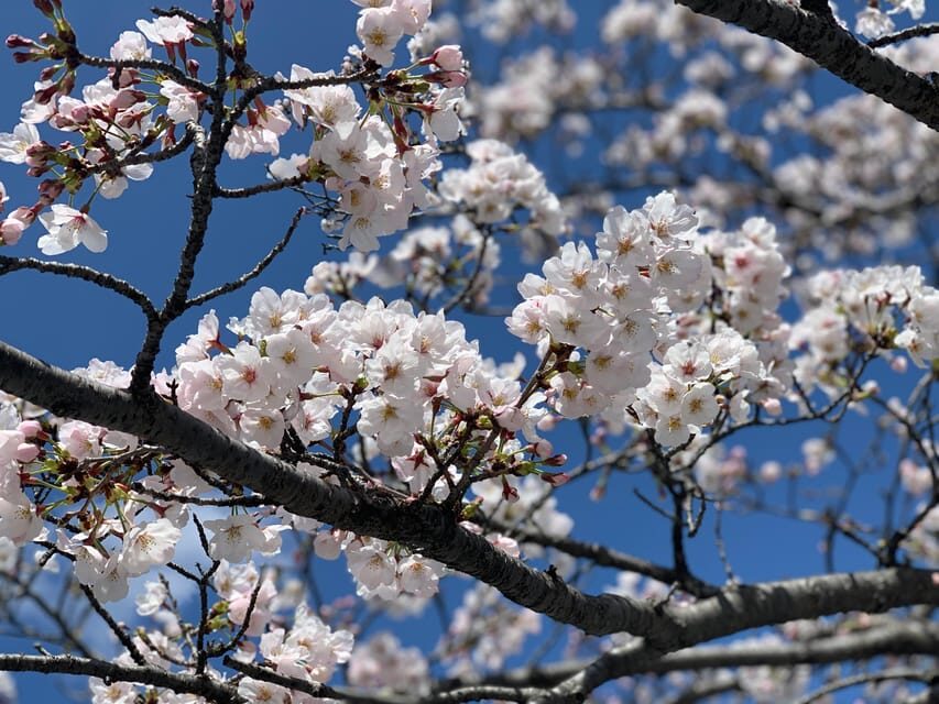Hiroshima History Tour : A-Bomb Dome, Peace Memorial & City - Who Should Book This Hiroshima History Tour?