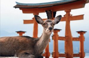 Hiroshima/Miyajima Private Custom Tour with Local Guide - Hiroshima Peace Memorial Park and the Atomic Bomb Dome, explained in context