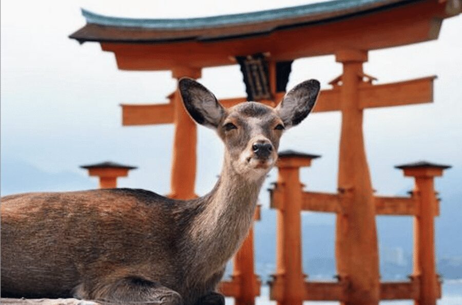 Hiroshima/Miyajima Private Custom Tour with Local Guide - Hiroshima Peace Memorial Park and the Atomic Bomb Dome, explained in context