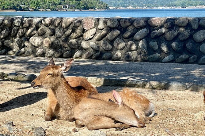 Miyajima Highlights: Itsukushima Shrine & Island Nature - The Tide Trick: Seeing the Floating Torii Gate the Right Way