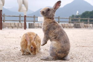 Okunoshima Rabbit Island Cycling Tour with Local Guide - Price and Value: Is $59.12 a Good Deal?
