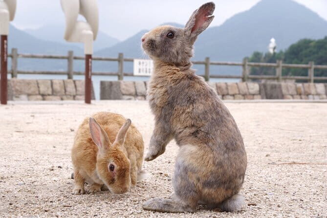 Okunoshima Rabbit Island Cycling Tour with Local Guide - Price and Value: Is $59.12 a Good Deal?